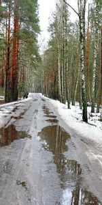 Nature,Trees,Holidays,Roads