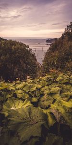 Naturaleza,Árboles,Hojas,Horizonte,Costa,Mar