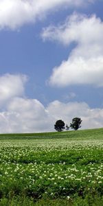 Cultiver,Économie,Nature,Arbres,Domaine,Champ,Horizon