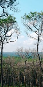 Nature,Trees,Horizon,Forest,Landscape