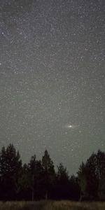 Nature,Horizon,Nuit,Arbres,Ciel Étoilé