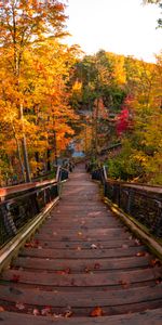 Nature,Trees,Ladder,Steps,Autumn,Forest,Stairs