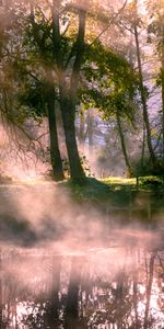 Nature,Trees,Lake,Fog,Morning,Sunlight