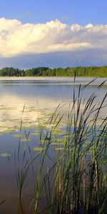 Nature,Forêt,Roseaux,Arbres,Lac