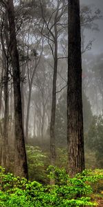 Nature,Arbres,Paysage