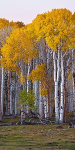 Nature,Trees,Landscape