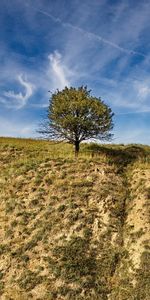 Nature,Trees,Landscape