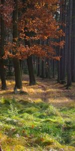 Nature,Trees,Landscape