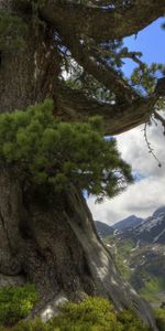 Nature,Trees,Landscape