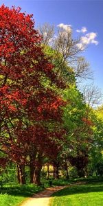 Nature,Arbres,Paysage