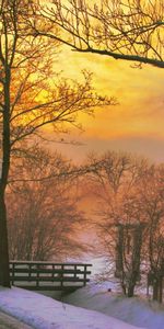 Arbres,Nature,Paysage