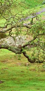 Arbres,Nature,Paysage