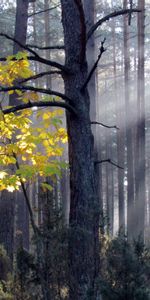 Árboles,Naturaleza,Paisaje