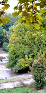 Nature,Trees,Landscape