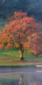 Nature,Arbres,Paysage