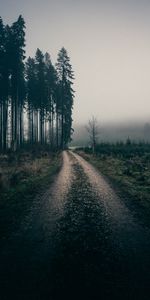 Nature,Trees,Landscape,Fog,Road