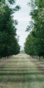 Arbres,Ruelle,Nature,Pelouse