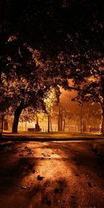 Nature,Trees,Leaves,Asphalt,Illumination,Evening,Park,Lighting