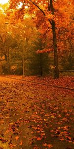 Route,Nature,Feuilles,Asphalte,Après La Pluie,Forêt,Arbres