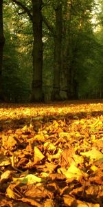 Nature,Trees,Leaves,Land,Dry,Forest,Autumn,Earth