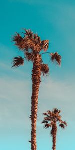 Naturaleza,Árboles,Hojas,Palms