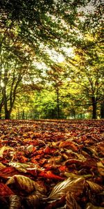 Sous Bois,Couleur,Broussailles,Nature,Arbres,Feuilles,Lumière,Sun,Briller,Couleurs