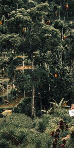 Nature,Trees,Loneliness,Palms,Tropics