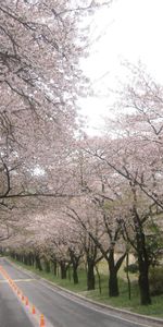 Nature,Trees,Markup,Road