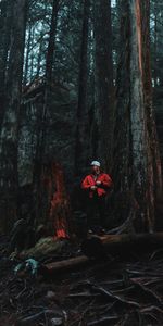 Nature,Trees,Miscellanea,Miscellaneous,Person,Logs,Forest,Human