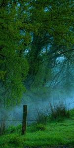 Nature,Trees,Morning,Freshness,Haze,Fencing,Wire,Humidity,Stakes,Enclosure,Pegging