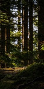 Fougère,Forêt,Mousse,Arbres,Nature