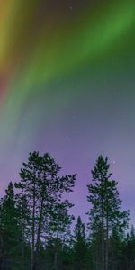 Nature,Trees,Motley,Multicolored,Northern Lights,Aurora Borealis