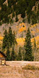 Árboles,Montaña,Elevación,Naturaleza,Otoño,Estructura