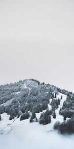 Nature,Arbres,Montagne,Brouillard,Élévation,Neige