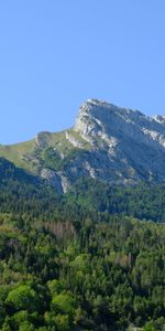 Nature,Trees,Mountain,Forest,Landscape