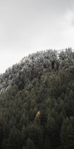 Montagne,Forêt,Pente,Nature,Arbres