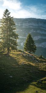 Árboles,Montaña,Cuesta,Pendiente,Naturaleza,Paisaje