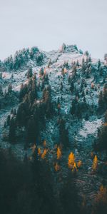 Nature,Trees,Mountain,Slope,Snow,Landscape