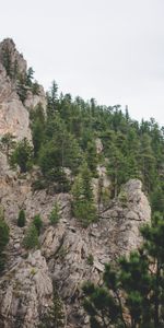 Vértice,Naturaleza,Árboles,Montaña,Arriba