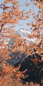 Nature,Trees,Mountain,Vertex,Top,Branches,Landscape