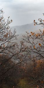 Nature,Trees,Mountains,Autumn,Landscape,Fog