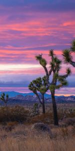 Nature,Trees,Mountains,Bush,Desert