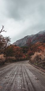 Buissons,Nature,Arbres,Route,Montagnes