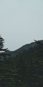 Nature,Trees,Mountains,Coniferous,Forest,Dark