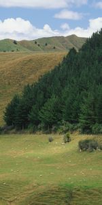 Naturaleza,Árboles,Coníferas,Prados,Pendientes,Laderas,Pasto,Ganado,Conífero,Pastar,Montañas