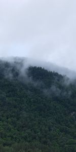 Nature,Brouillard,Arbres,Montagnes