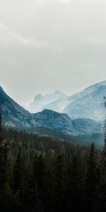 Forêt,Brouillard,Arbres,Vallée,Nature,Montagnes