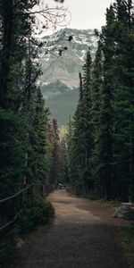 Nature,Forêt,Arbres,Montagnes,Piste,Chemin,Paysage