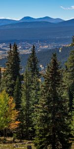 Forêt,Épicéa,Sapin,Arbres,Nature,Montagnes