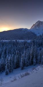 Nature,Trees,Mountains,Snow,Winter